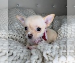 Small #7 Chihuahua