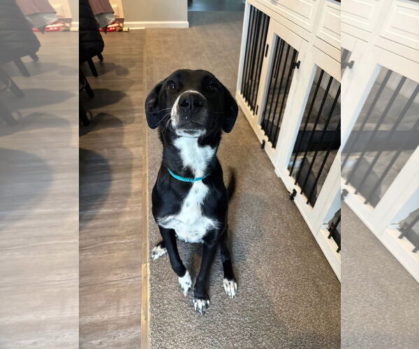 Medium Photo #1 Labrador Retriever-Unknown Mix Puppy For Sale in Germantown, OH, USA