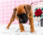 Small Photo #49 Boxer Puppy For Sale in WAKARUSA, IN, USA