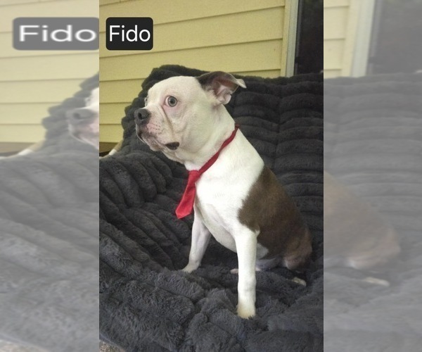 Medium Photo #5 Boston Terrier Puppy For Sale in MINERAL WELLS, WV, USA