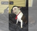 Small #4 Boston Terrier