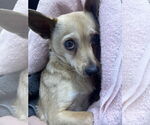 Small #6 Chihuahua Mix
