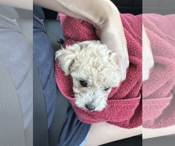 Medium Photo #2 Poodle (Toy) Puppy For Sale in SPERRY, OK, USA