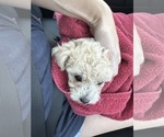 Buttercup - Female Poodle (Toy) Puppy for Sale - Photo #2