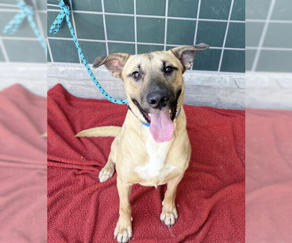 Medium Photo #2 Bull Terrier-Unknown Mix Puppy For Sale in Rancho Cucamonga, CA, USA