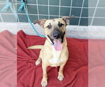 Small #1 Bull Terrier Mix