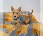Small #1 Chihuahua Mix