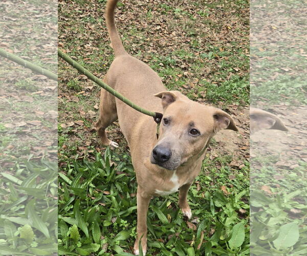 Medium Photo #1 Mutt Puppy For Sale in Jackson, MS, USA