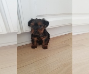 Yorkshire Terrier Puppy for sale in CANANDAIGUA, NY, USA