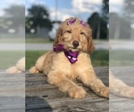 Small Photo #12 Goldendoodle Puppy For Sale in KISSIMMEE, FL, USA