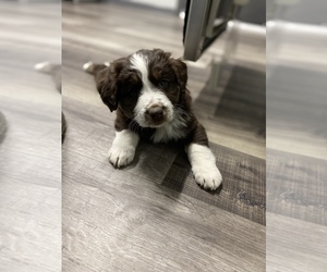 Australian Shepherd Puppy for sale in GROVE CITY, OH, USA