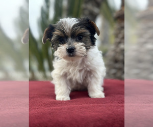 Yorkshire Terrier Puppy for sale in FRESNO, CA, USA