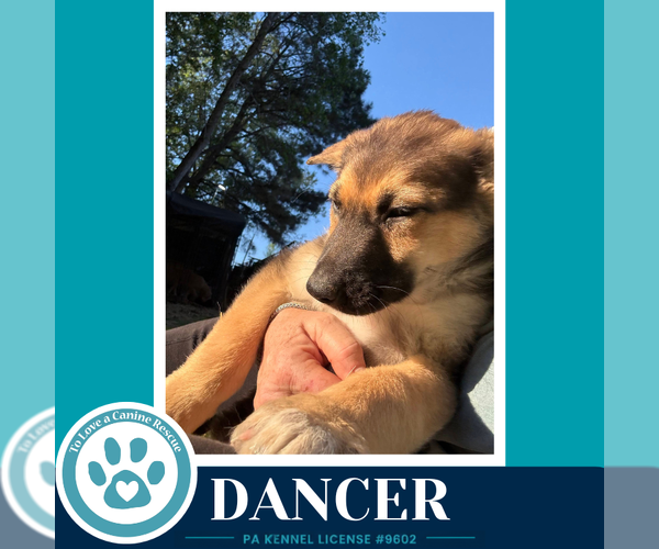 Medium Photo #3 German Shepherd Dog Puppy For Sale in Kimberton, PA, USA