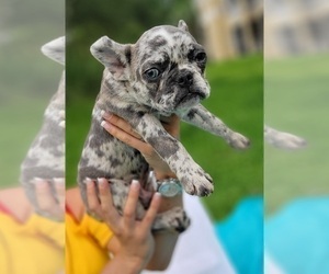 French Bulldog Puppy for sale in ATLANTA, GA, USA