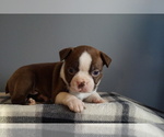 Puppy Victor Boston Terrier