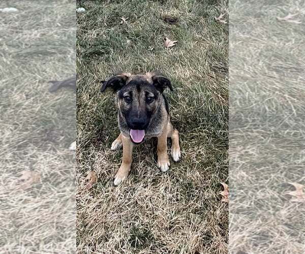 Medium Photo #3 German Shepherd Dog-Unknown Mix Puppy For Sale in Uwchlan, PA, USA