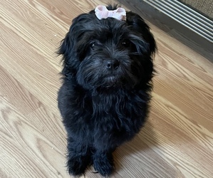 ShihPoo Puppy for sale in LEXINGTON, SC, USA