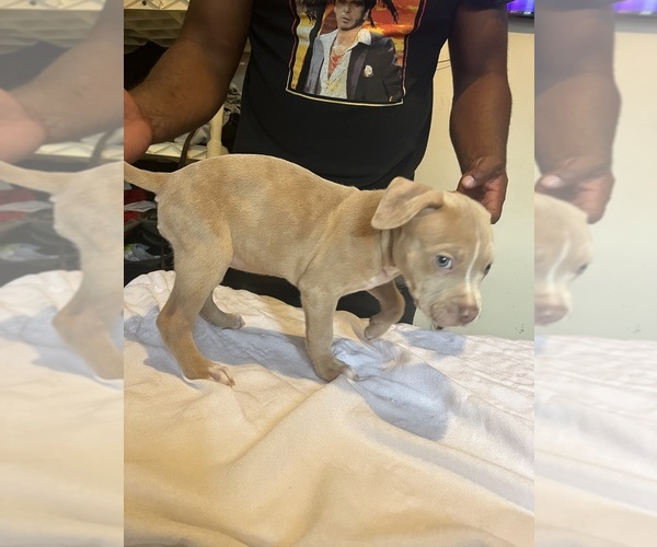 Medium Photo #2 American Bully Puppy For Sale in DUNDALK, MD, USA