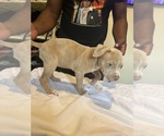 Small #1 American Bully