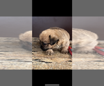 Small #2 Brussels Griffon