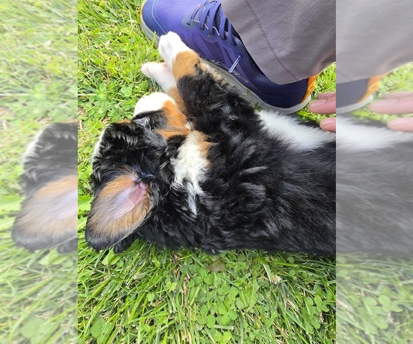 Medium Photo #6 Bernese Mountain Dog Puppy For Sale in SUPERIOR, WI, USA