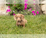 Small #1 Dachshund