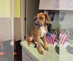 Small #7 Labrador Retriever Mix
