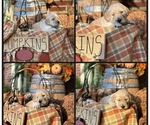 Puppy 1 Theodore Goldendoodle