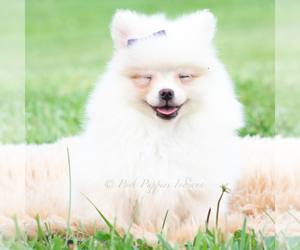 Medium Photo #2 Pomeranian Puppy For Sale in WARSAW, IN, USA