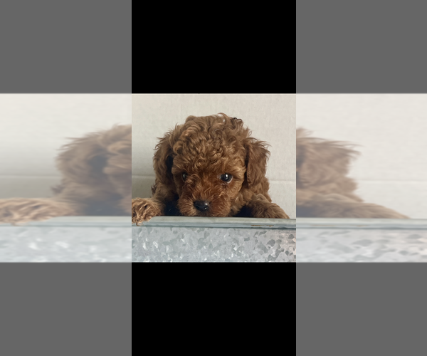 Medium Photo #4 Poodle (Toy) Puppy For Sale in NILES, MI, USA