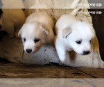 Small Photo #3 Great Pyrenees Puppy For Sale in LAKE SAWYER, WA, USA