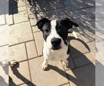 Small #2 American Boston Bull Terrier