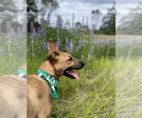 Medium Photo #7 German Shepherd Dog-Unknown Mix Puppy For Sale in Seattle, WA, USA
