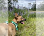 Small #6 German Shepherd Dog Mix