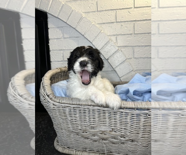 Medium Photo #7 Aussiedoodle Puppy For Sale in LA CRESCENT, MN, USA