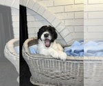 Small #6 Aussiedoodle