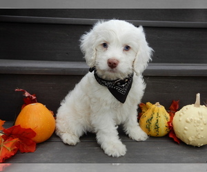 Cockapoo Puppy for sale in MILLERSBURG, OH, USA