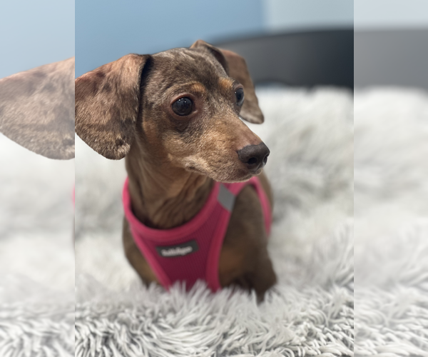 Medium Photo #3 Dachshund Puppy For Sale in Weston, FL, USA