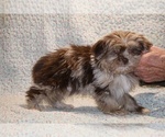 Small #1 ShihPoo
