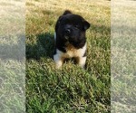 Puppy Puppy 1 Akita