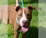 Small #4 American Pit Bull Terrier Mix