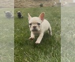 Small #2 French Bulldog