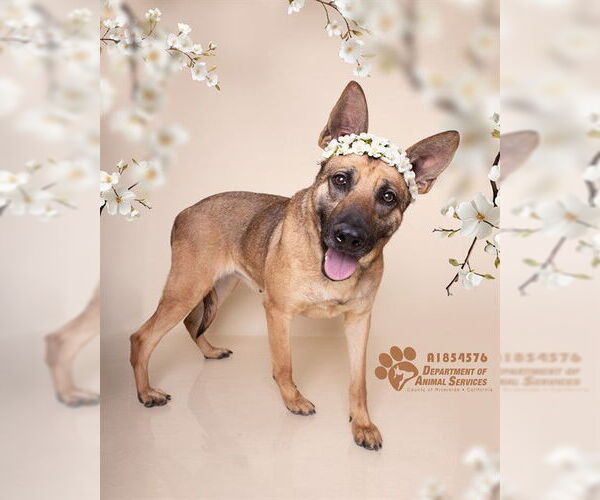 Medium Photo #2 Mutt Puppy For Sale in Riverside, CA, USA