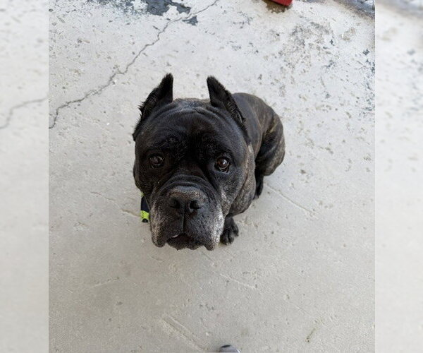 Medium Photo #1 Mastiff Puppy For Sale in Bakersfield, CA, USA