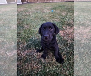 Labrador Retriever Dog for Adoption in HALSEY, Oregon USA