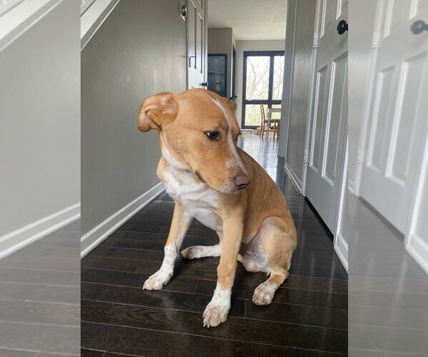 Medium Photo #4 Labrador Retriever-Unknown Mix Puppy For Sale in Minneapolis, MN, USA