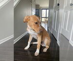 Small #3 Labrador Retriever Mix