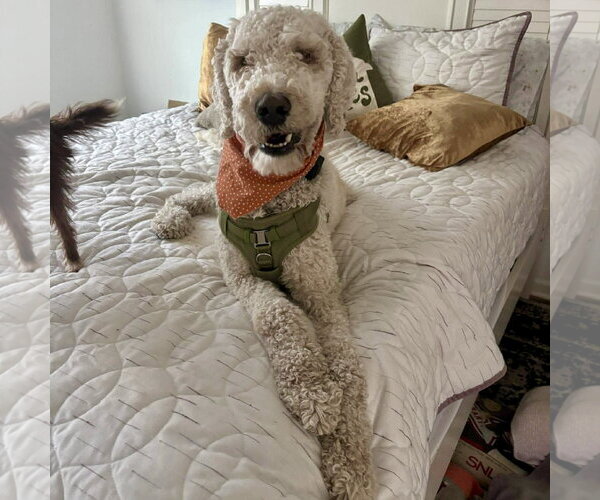 Medium Photo #3 Poodle (Standard) Puppy For Sale in Spring Lake, NC, USA