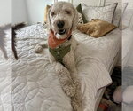 Small #2 Poodle (Standard)
