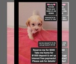 Image preview for Ad Listing. Nickname: Dolly